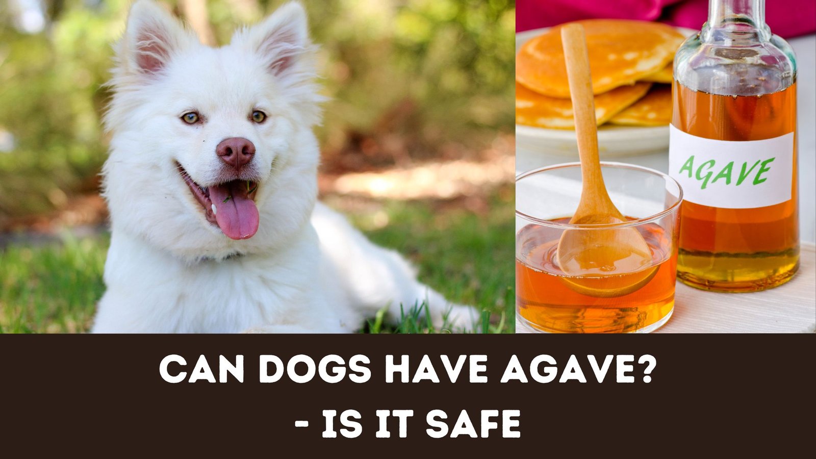 Can Dogs Have Agave?- Is It Safe - The Canine Buddy