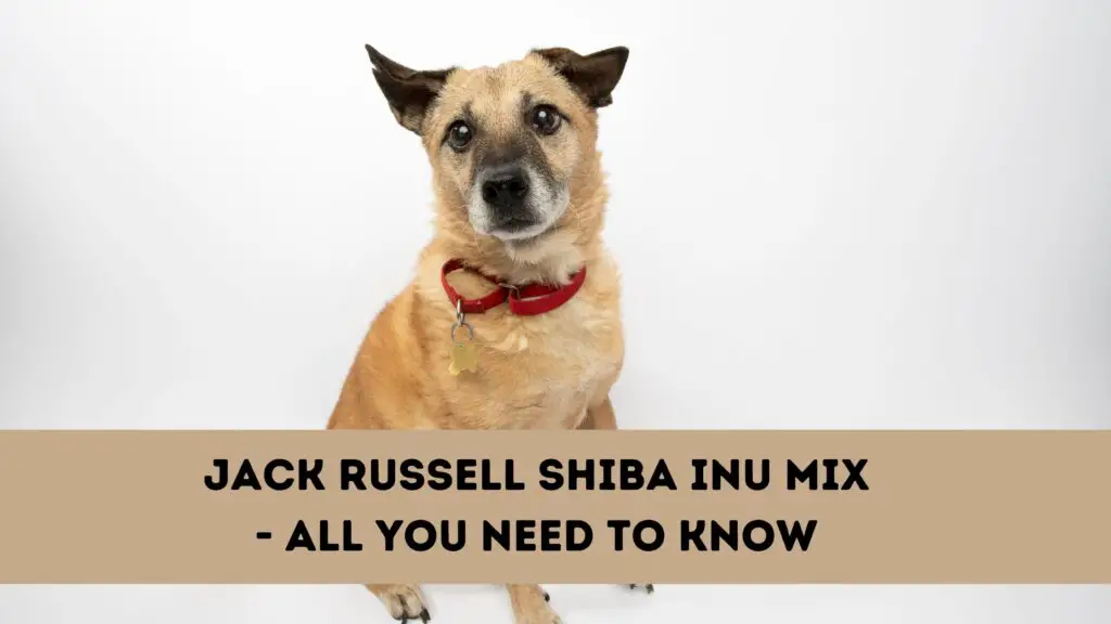 Jack Russell Shiba Inu Mix