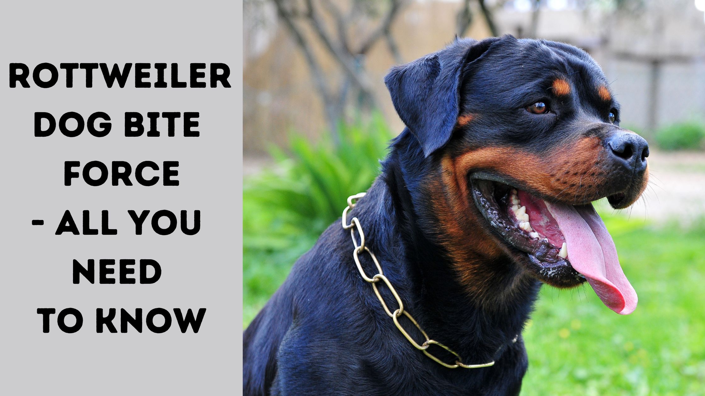 what to do if your rottweiler puppy is biting