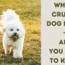 White Crusty Dog Breed