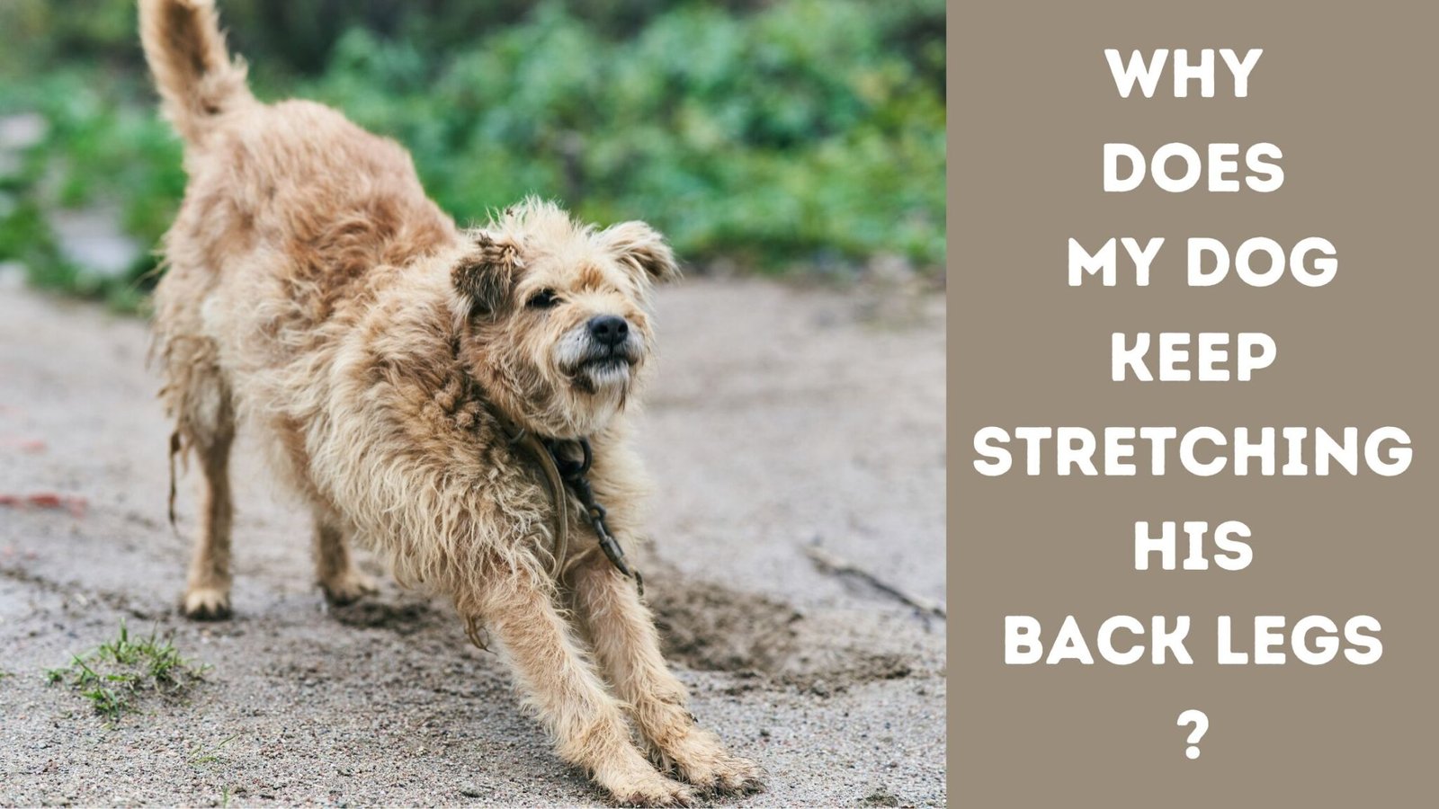 why-does-my-dog-keep-stretching-his-back-legs
