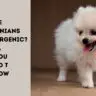 Are Pomeranians Hypoallergenic?