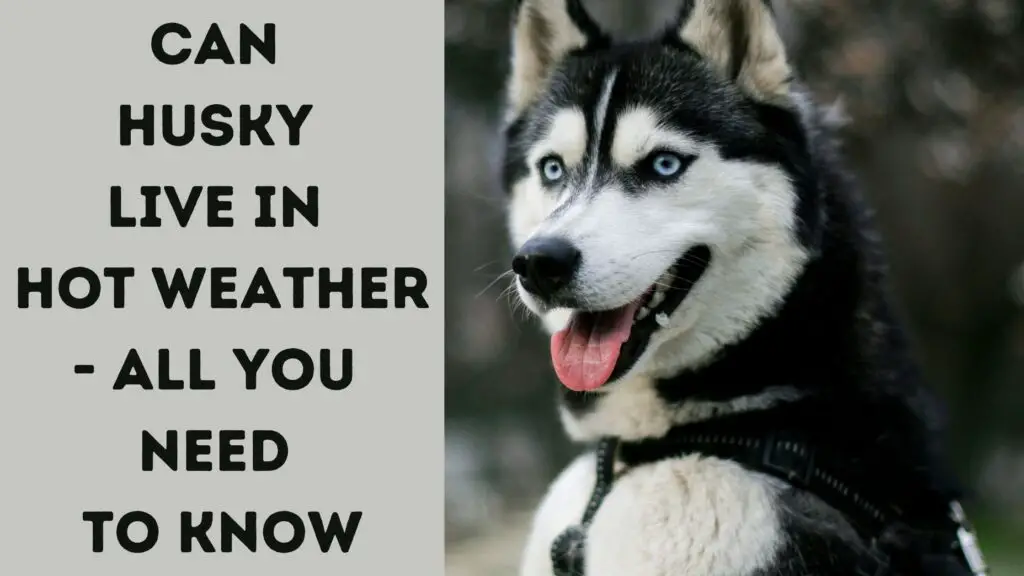 Can Husky Live In Hot Weather