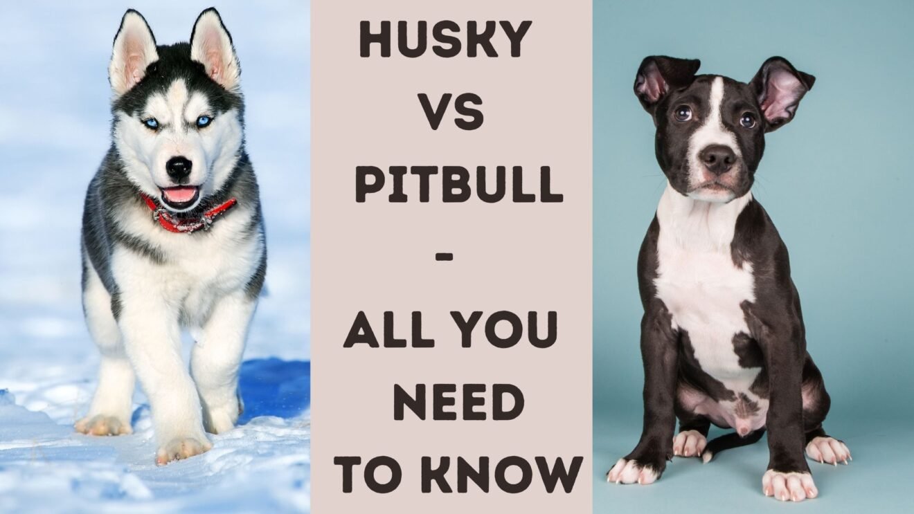 Husky Vs Pitbull- All You Need To Know - The Canine Buddy