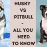 Husky Vs Pitbull