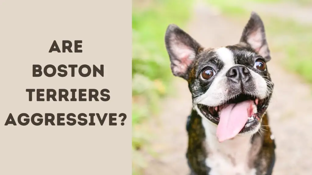 Are Boston Terriers Aggressive?