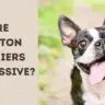 Are Boston Terriers Aggressive?