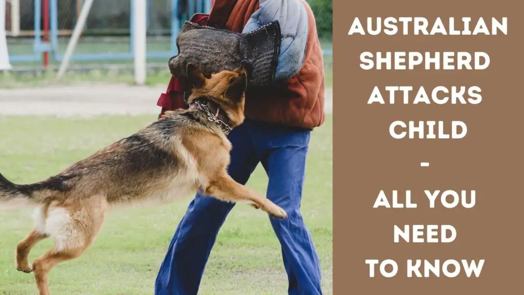 Australian Shepherd Attacks Child