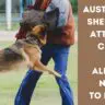 Australian Shepherd Attacks Child