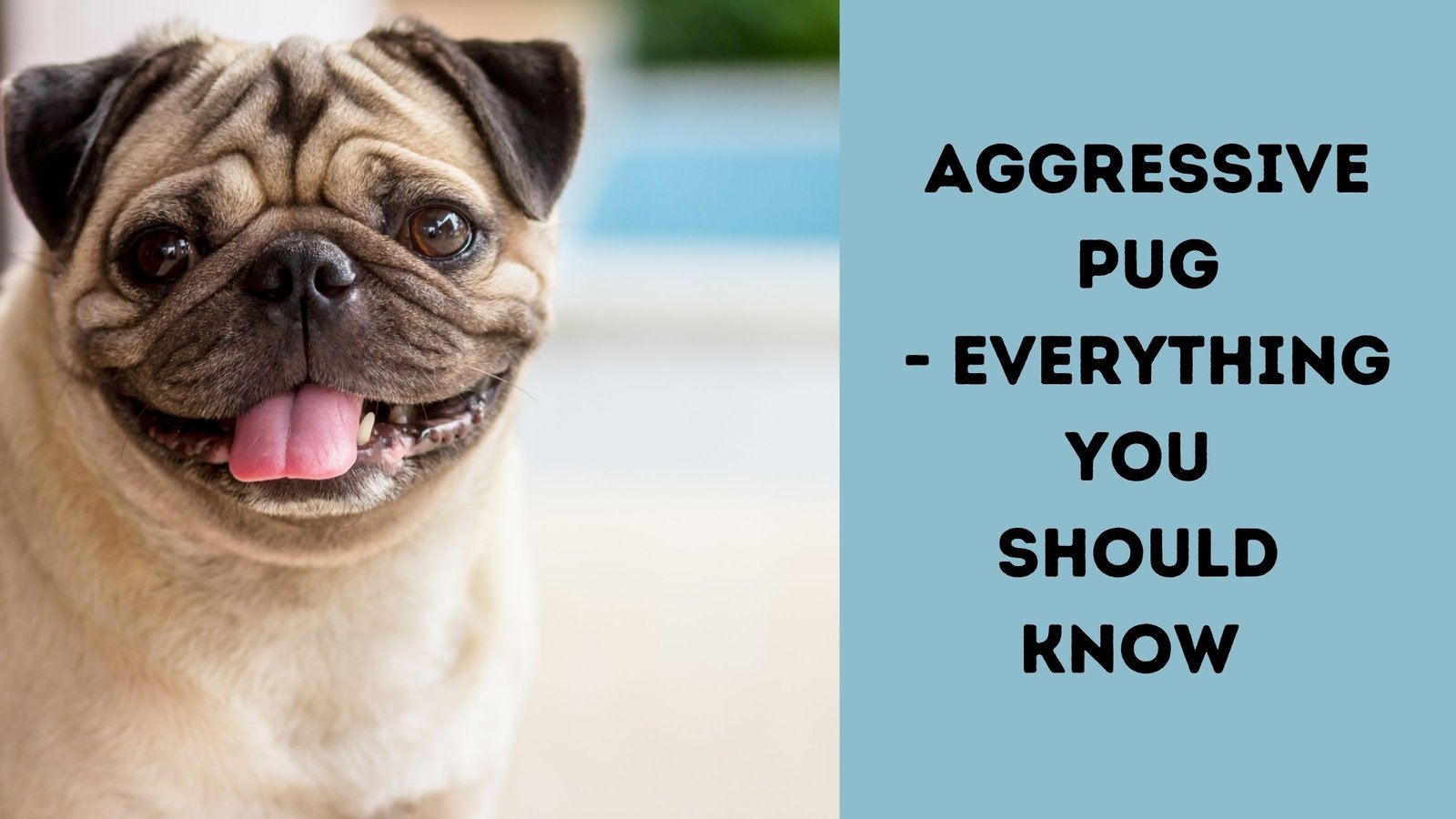 Aggressive Pug Everything You Should Know The Canine Buddy