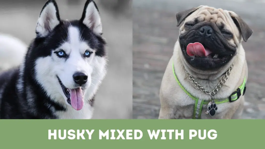 Husky Mixed With Pug
