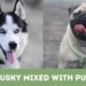 Husky Mixed With Pug