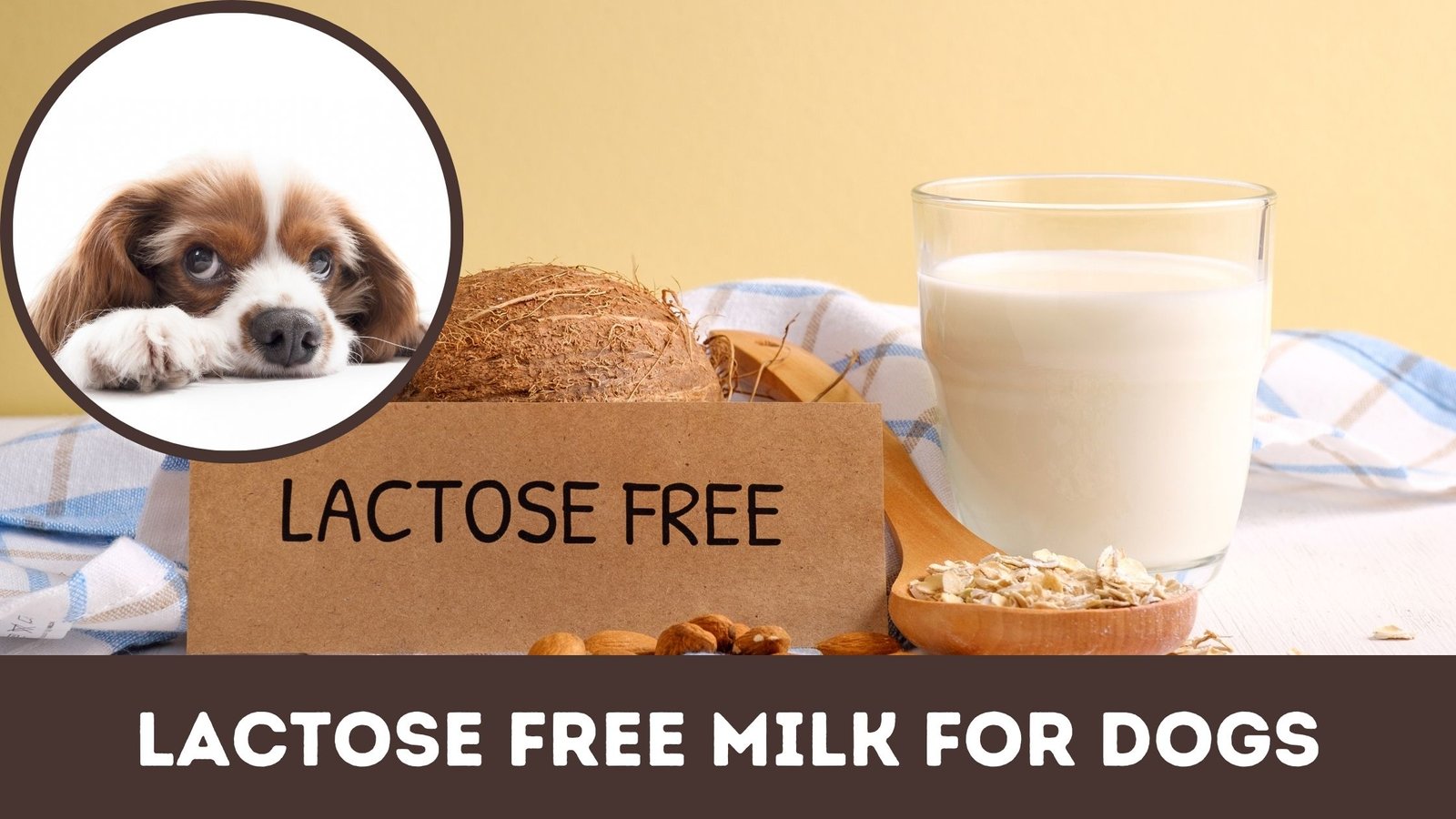 Lactose Free Milk For Dogs All You Need To Know