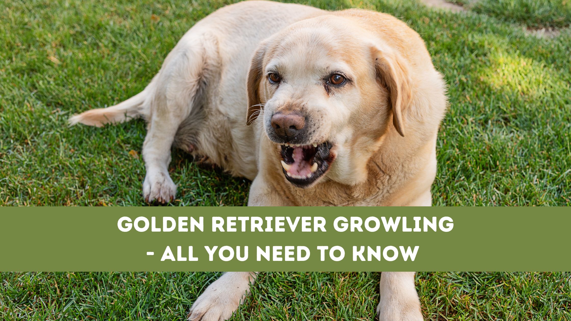 Golden Retriever Growling- All You Need To Know
