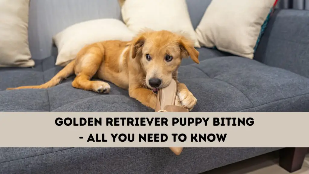 Golden Retriever Puppy Biting