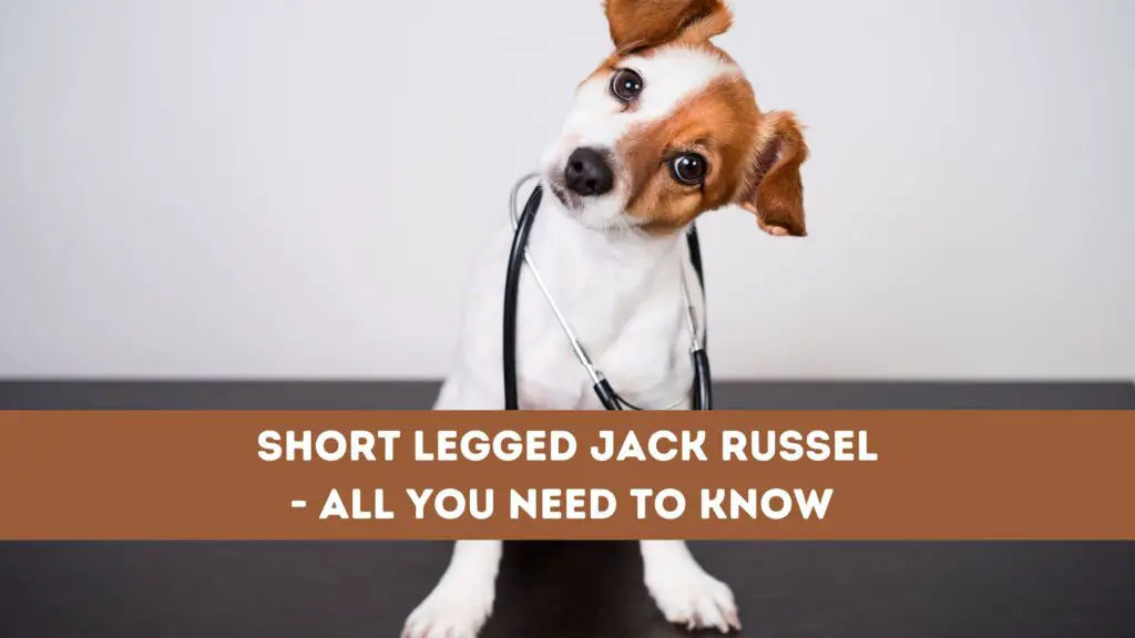 Short Legged Jack Russel
