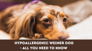 Hypoallergenic Weiner Dog