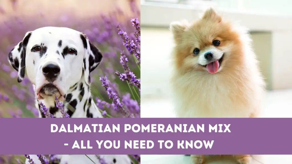 Dalmatian Pomeranian Mix