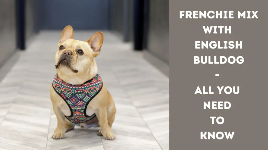 Frenchie Mix With English Bulldog