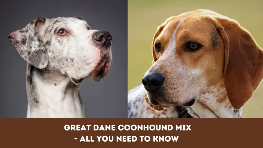 Great Dane Coonhound Mix