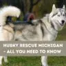 Husky Rescue Michigan