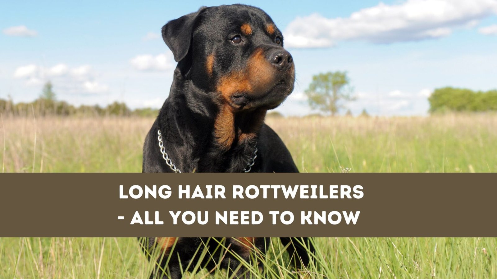 Long Hair Rottweilers- All You Need To Know - The Canine Buddy