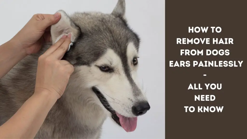 How To Remove Hair From Dogs Ears Painlessly