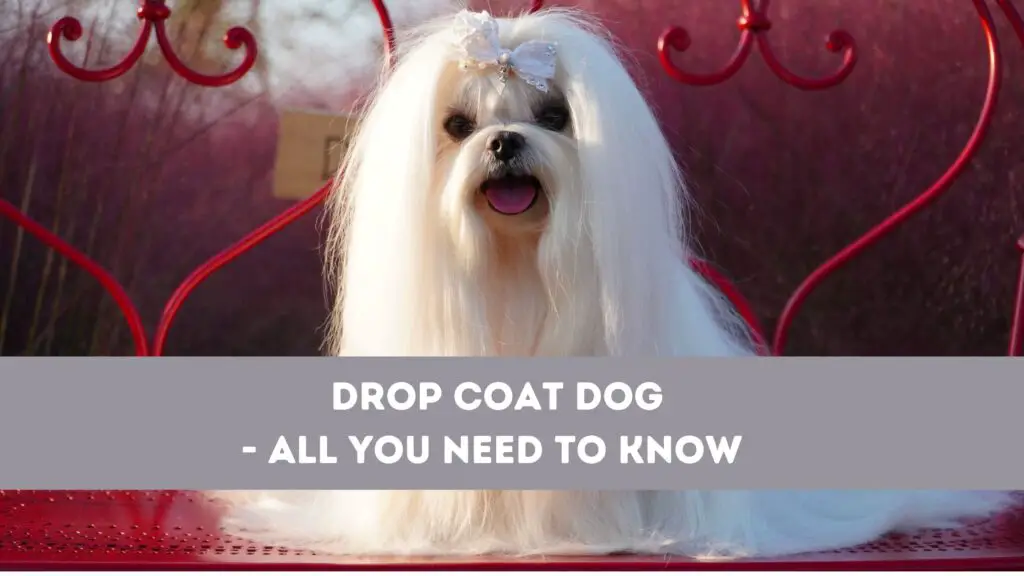 Drop Coat Dog