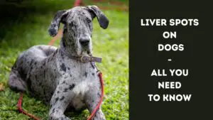 Liver Spots On Dogs