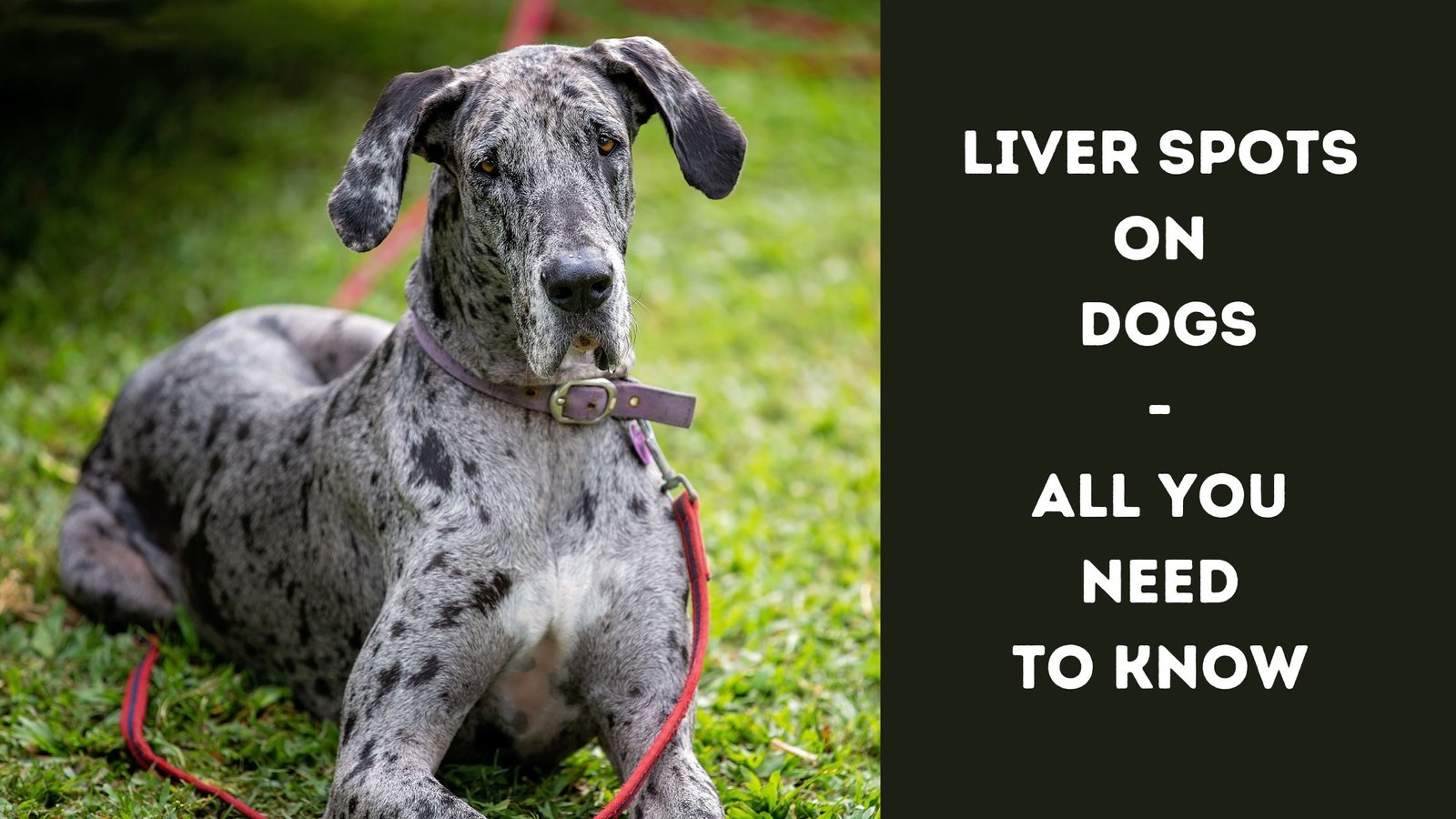 liver-spots-on-dogs-all-you-need-to-know-the-canine-buddy