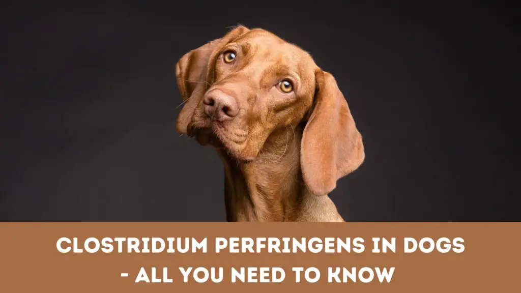 Clostridium Perfringens In Dogs