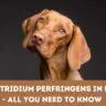 Clostridium Perfringens In Dogs